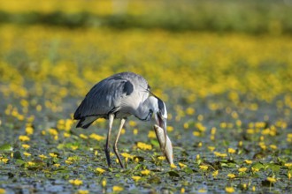 Grey heron (Ardea cinerea) amidst flowering sea pots (Nymphoides peltata) Hungary