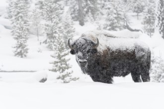 American Bison (Bison bison) in winter, strong, old bull, male animal, snowed in, snow-covered, in
