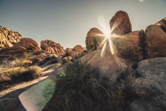 Sunrise in Joshua Tree National Park