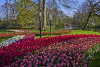A colourful flower bed with tulips in the park. The lake and the trees create a peaceful