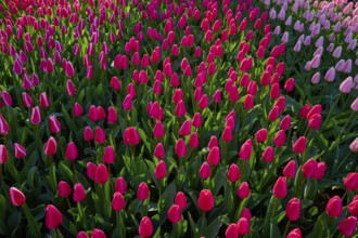 Densely planted pink tulips in a vibrant park, Keukenhof, Lisse, province of South Holland,