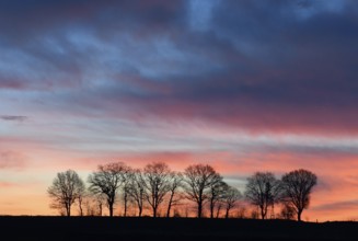 Silhouette of a row of trees at dawn, Lower Rhine, North Rhine-Westphalia, Germany