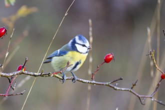 Blue tit (Parus caeruleus) Germany