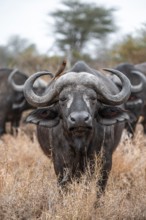 Cape buffalo (Syncerus caffer caffer) with yellowbill oxpecker (Buphagus africanus), Kruger