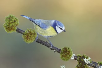 Blue tit (Parus caeruleus), sitting on a branch overgrown with lichen and moss, Wilnsdorf, North