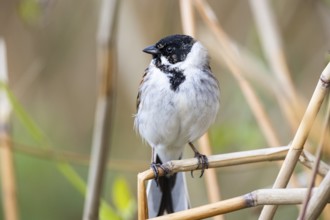 Reed bunting (Emberiza schoeniclus) ml Germany