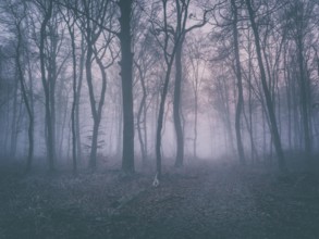 Hiking trail through beech forest with fog in winter, Burgenlandkreis, Saxony-Anhalt, Germany