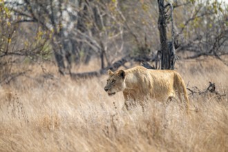 Lioness on the prowl, Kruger National Park, South Africa
