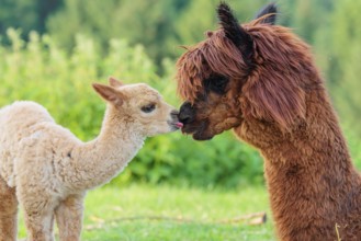 A freshly born white alpaca (Vicugna pacos) stands in front of its brown mother and sniffer on her