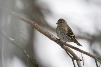 Rather inconspicuous... Pine siskin (Spinus pinus) sitting in a coniferous tree in a natural