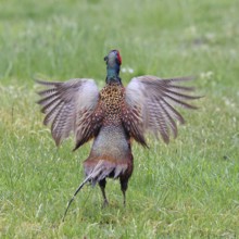 Pheasant, hunting pheasant (Phasianus colchicus), adult male bird during mating call in a meadow,