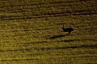 European brown hare (Lepus europaeus) silhouette of an adult animal running in a farmland field at