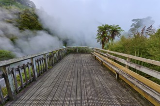 Viewing platform in a steamy, misty environment surrounded by nature, Te Manaroa Spring, Hot