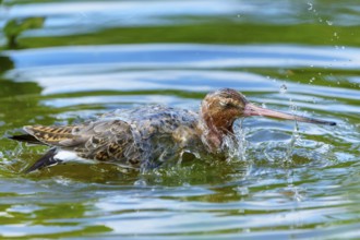 Lapwing splashing in the water, busy scene, natural environment, black-tailed godwit (Limosa