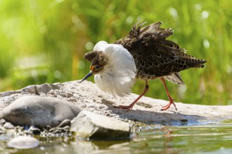 A bird with striking plumage approaches water in a green landscape, ruff (Calidris pugnax, syn.: