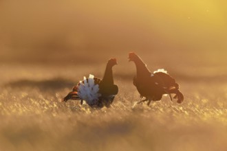 Black grouse (Lyrurus tetrix), two cocks in a show fight, Hedmark county, Norway