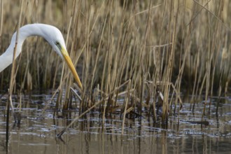 Great white egret (Ardea alba) adult bird in water on the edge of a reedbed, England, United