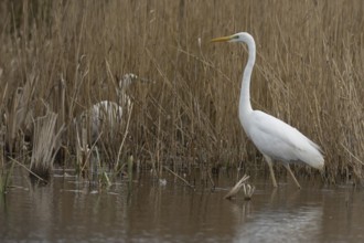 Great white egret (Ardea alba) adult bird in water on the edge of a reedbed, England, United