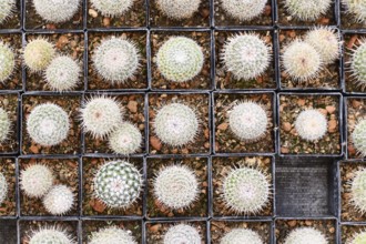 Top view of many small 'Mammillaria Parkinsonii' cactus plants