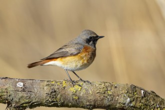 Redstart (Phoenicurus phoenicurus) Germany