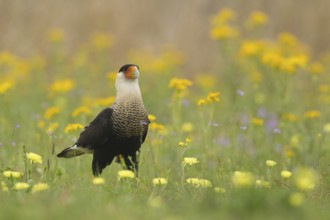 Northern Crested Caracara (Caracara cheriway), Texas, USA