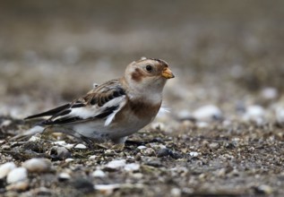 Snow Bunting (Plectrophenax nivalis) on beach, Schleswig-Holstein, Germany