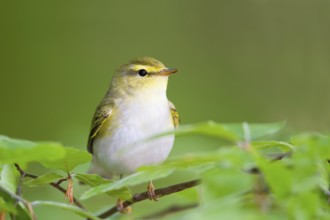 Wood Warbler (Phylloscopus sibilatrix), Baden-Wuerttemberg, Germany