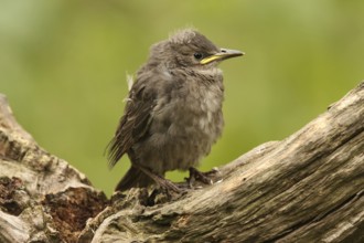 Common Starling (Sturnus vulgaris) juvenile, Lower Saxony, Germany