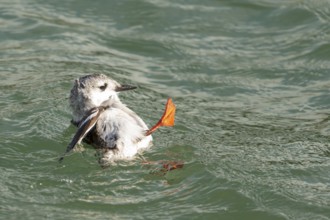Black Guillemot (Cepphus grylle) chick, Schleswig-Holstein, Germany