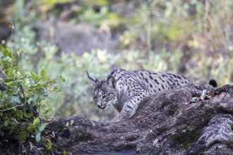 Iberian lynx, Lynx pardinus