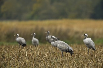 Common Crane (Grus grus) group foraging on harvested maize field, Mecklenburg-Western Pomerania,