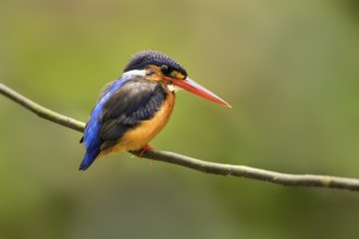 Blue-eared Kingfisher (Alcedo meninting) female, Selangor, Malaysia