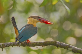 Stork-billed Kingfisher (Pelargopsis capensis) auf Ansitzast im Regenwald von Sri Lanka