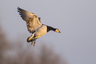 Barnacle Goose (Branta leucopsis) landing, North Rhine-Westphalia, Germany