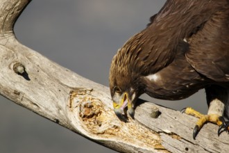 Golden Eagle (Aquila chrysaetos) immature, first winter plumage cleaning the beak, Castile and