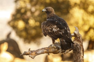 Golden Eagle (Aquila chrysaetos) male eating a rabbit, Castile and Leon, Spain