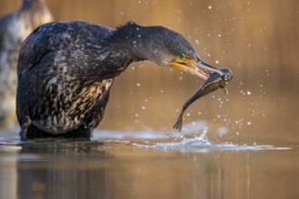 Great Cormorant (Phalacrocorax carbo) with captured Black bullhead (Ameiurus melas) prey in beak,