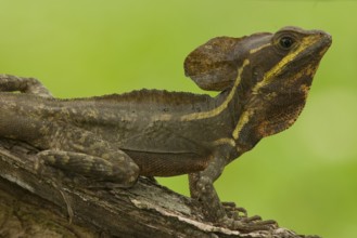 Brown-striped basilisk lizard (Basiliscus vittatus)
