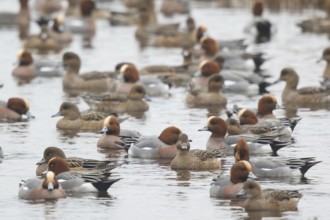 Eurasian Wigeon (Mareca penelope) group, Netherlands