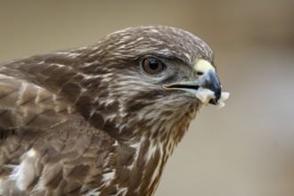 Common Buzzard (Buteo buteo), portrait, Castile and Leon, Spain