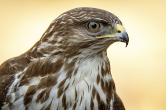 Common Buzzard (Buteo buteo), portrait, Castile and Leon, Spain