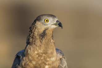European Honey Buzzard (Pernis apivorus), Eilat, Israel