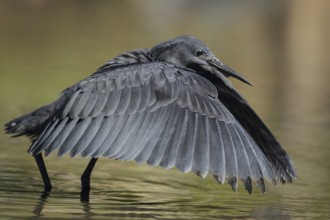 Black Heron (Egretta ardesiaca), Gambia