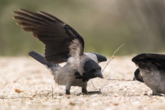 Hooded Crow (Corvus cornix), Romania