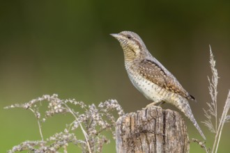 Eurasian Wryneck (Jynx torquilla) perched on a stump, Poland