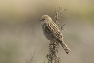 Dead Sea Sparrow (Passer moabiticus) female, Turkey