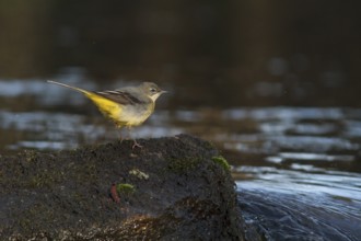 Grey Wagtail (motacilla cinerea), perched on a river stone, Galcia, Spain