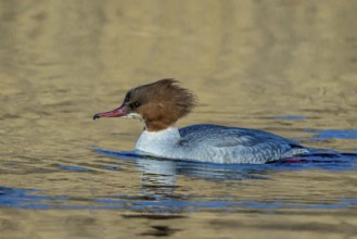 Common Merganser (Mergus merganser) female, Mecklenburg-Western Pomerania, Germany