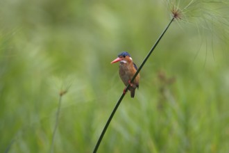Malachite Kingfisher (Corythornis cristatus), Uganda