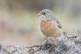 Grey-necked Bunting - Steinortolan - Emberiza buchanani, Kyrgyzstan, adult male